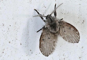  Rioolvliegje bestrijden